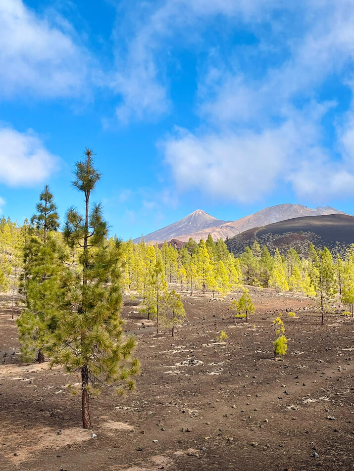 sopečná krajina pod sopkou Teide sopečná krajina pod sopkou Teide
